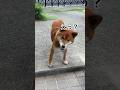 力丸の、しっぽを上げることば！ #柴犬 #柴犬のいる暮らし #柴犬の日常 #ドライブ #力丸
