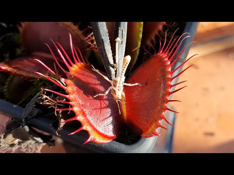 Locusts for Lunch - Venus Flytraps eating locusts