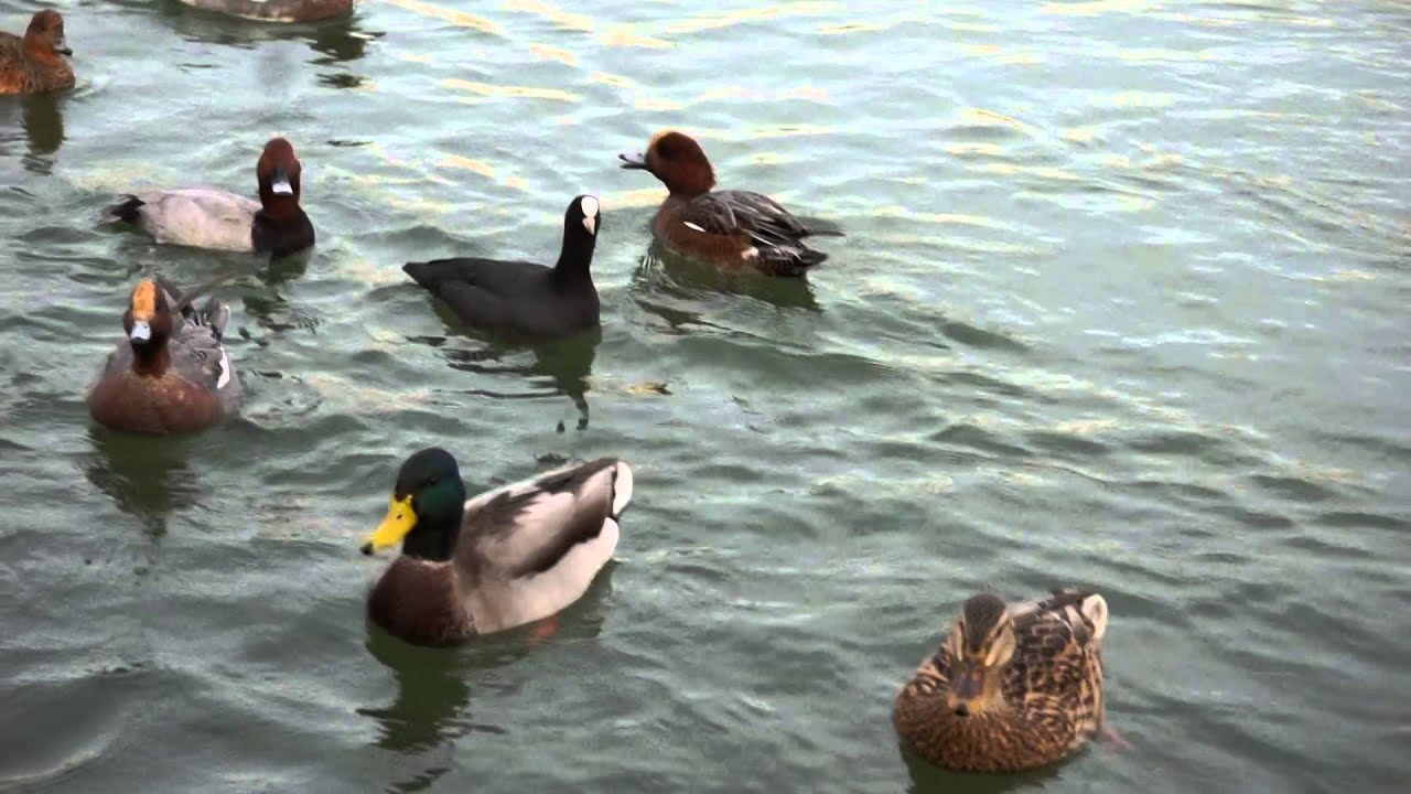 大濠公園のマガモ・ヒドリガモ・キンクロハジロ・ホシハジロ・オオバン2014.11.16