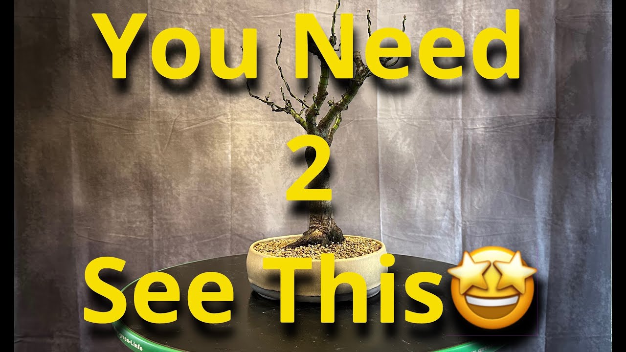 Shishigashira maple transformation