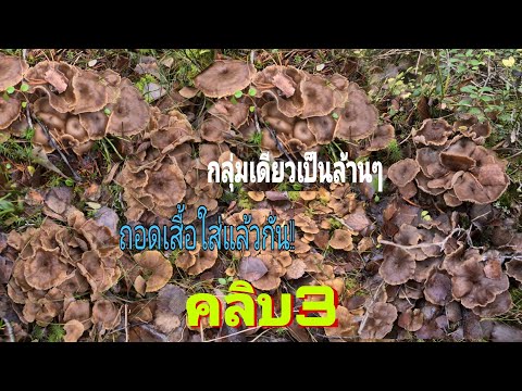 Ep.3 เก็บเห็ดดำขาส้ม กลุ่มเดียวเป็นล้านๆดอก เยอะจนต้องถอดเสื้อใส่/สาวกาฬสินธุ์ คนไกลบ้าน Ep.3 เก็บเห็ดดำขาส้ม กลุ่มเดียวเป็นล้านๆดอก เยอะจนต้องถอดเสื้อใส่/สาวกาฬสินธุ์ คนไกลบ้าน