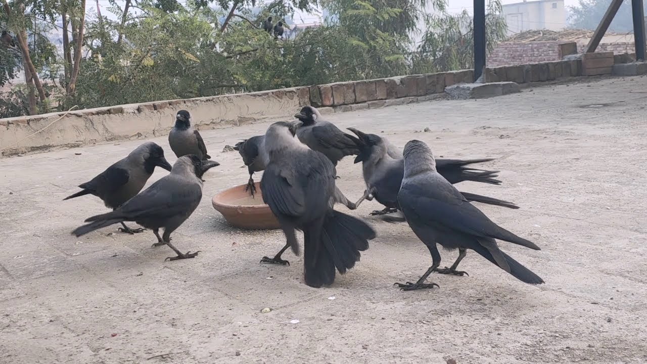 Hungry Crows Feeding Time Crying Crows And Angry Crows Real Nature Footage