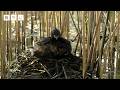 🔴 LIVE wildlife cameras 🌿 1 June 🐦 BBC Springwatch 2026