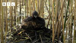🔴 LIVE wildlife cameras 🌿 1 June 🐦 BBC Springwatch 2026