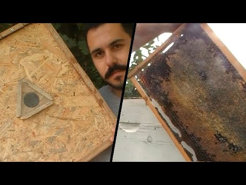 Ένας τρύγος με