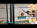 Pardillo sizerin 2016 Aviario Javier Ursua