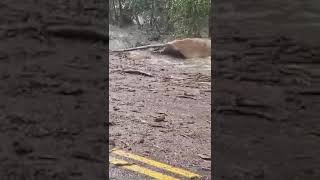 Raw Flash Flooding video from Larimer County