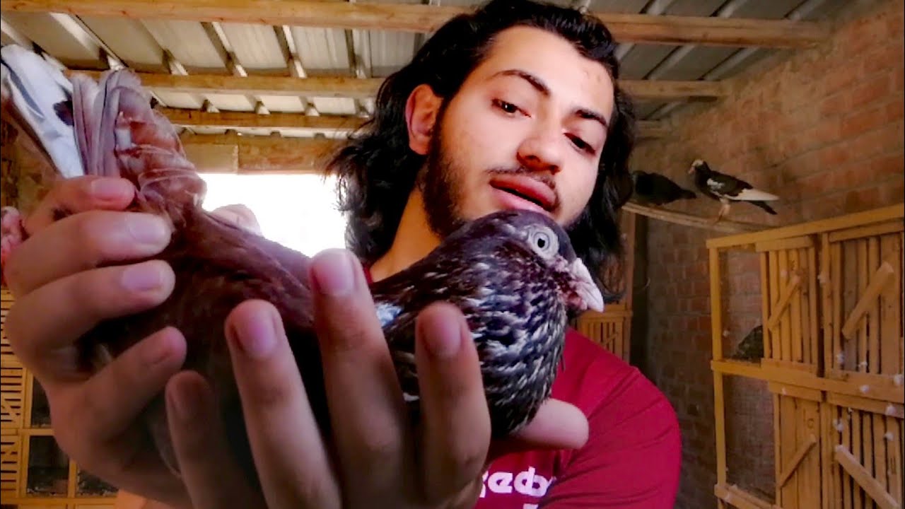 علاج انتفاخ حويصله الحمام (محمد بيسو)