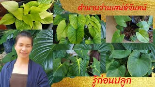 ตำนานเสน่ห์จันทน์ ว่านเสน่ห์จันทร์ เรื่องเล่าเสน่ห์จันทน์ ที่ต้องรู้ก่อนปลูก เสน่ห์จันทน์ไม้มงคล