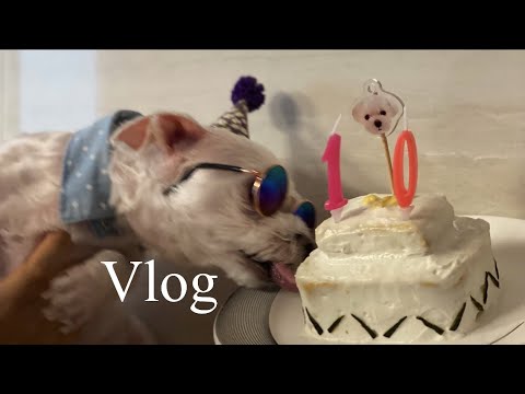 Eng) Vlog / 랜선 강아지 생일파티에 초대합니다 🥳🎉 (말티즈 생일파티🐶, 강아지 수제케이크🎂, 사랑니 발치, 소소한 개강 일상)
