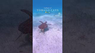 Best Caribbean Islands📍Tobago Cays, St. Vincent & the Grenadines