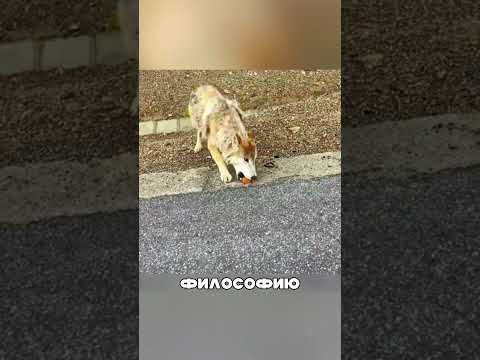 Волк ВОЖАК отказался от стаи ради СОСИСОК😁🔥🐺