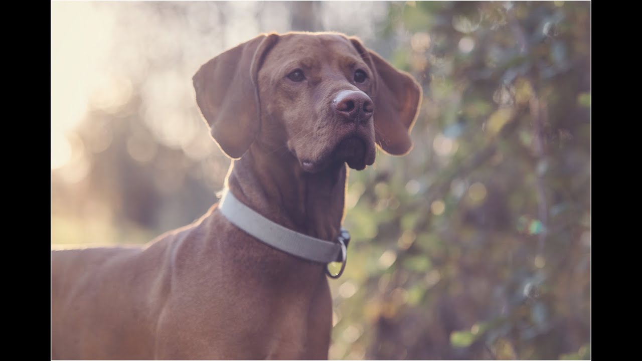 hugo-hungarian-vizsla-youtube