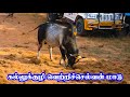     2022    sooriyur jallikattu thangam manavai