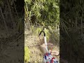 DIY Pruning Tool, Using Scissors + Rope + Long Pole, Super Effective