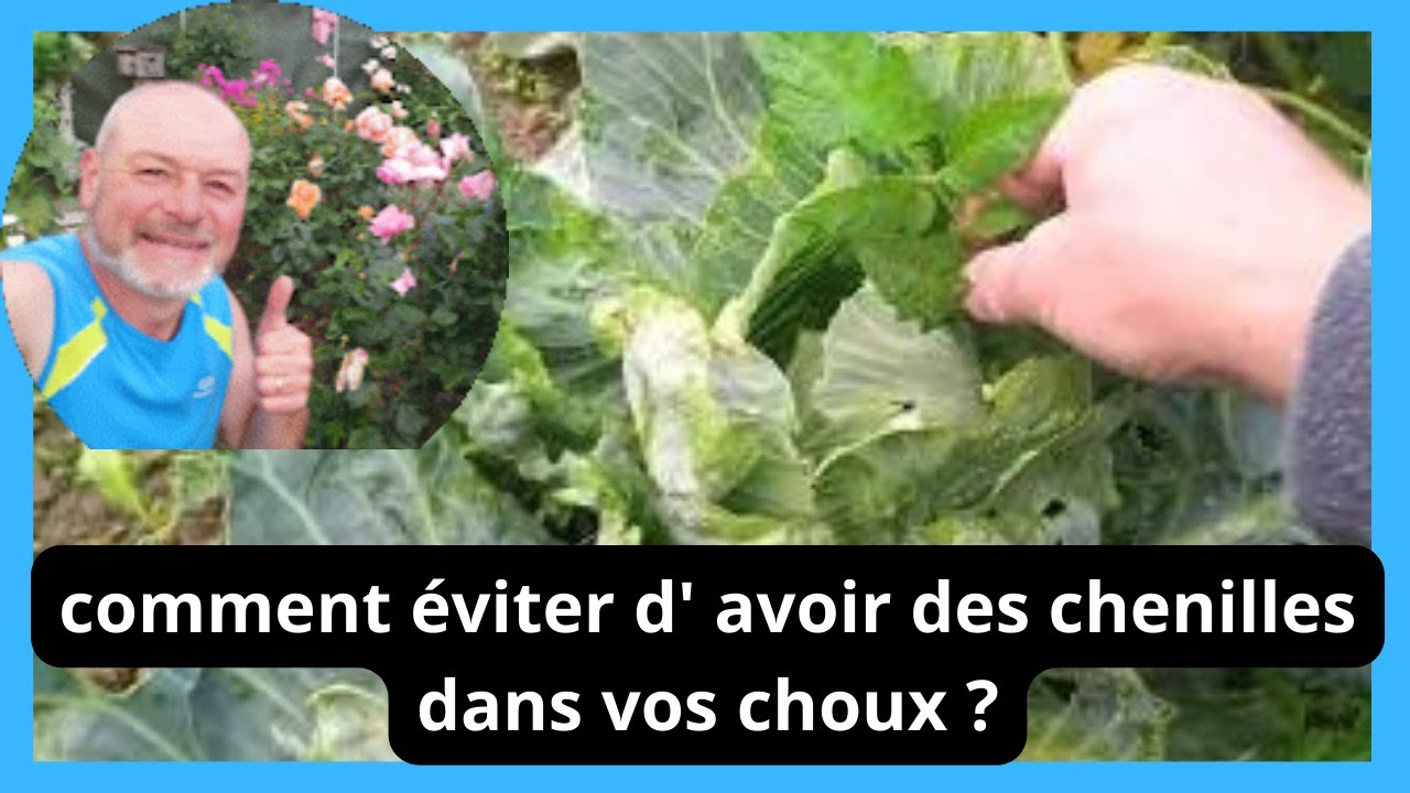 Comment éviter d'avoir des chenilles sur vos choux 😋 - YouTube