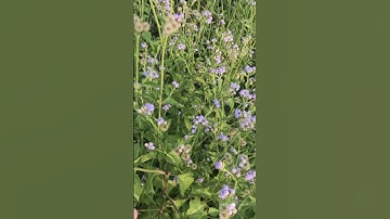 CÂY HOA CỨT LỢN (NGŨ SẮC TÍM) - BÀI THUỐC CHO NGƯỜI VIÊM XOANG #thảodược #viemxoang #thuốcnam