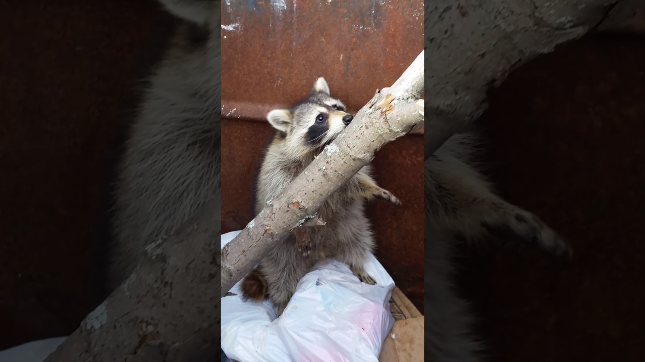 save the world Racoon dumpster diving