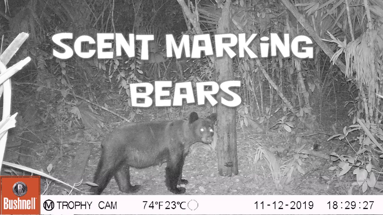 Scent Marking Bears in the Big Cypress Swamp