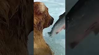 Grizzly Bear Catching Salmon Amazing Nature