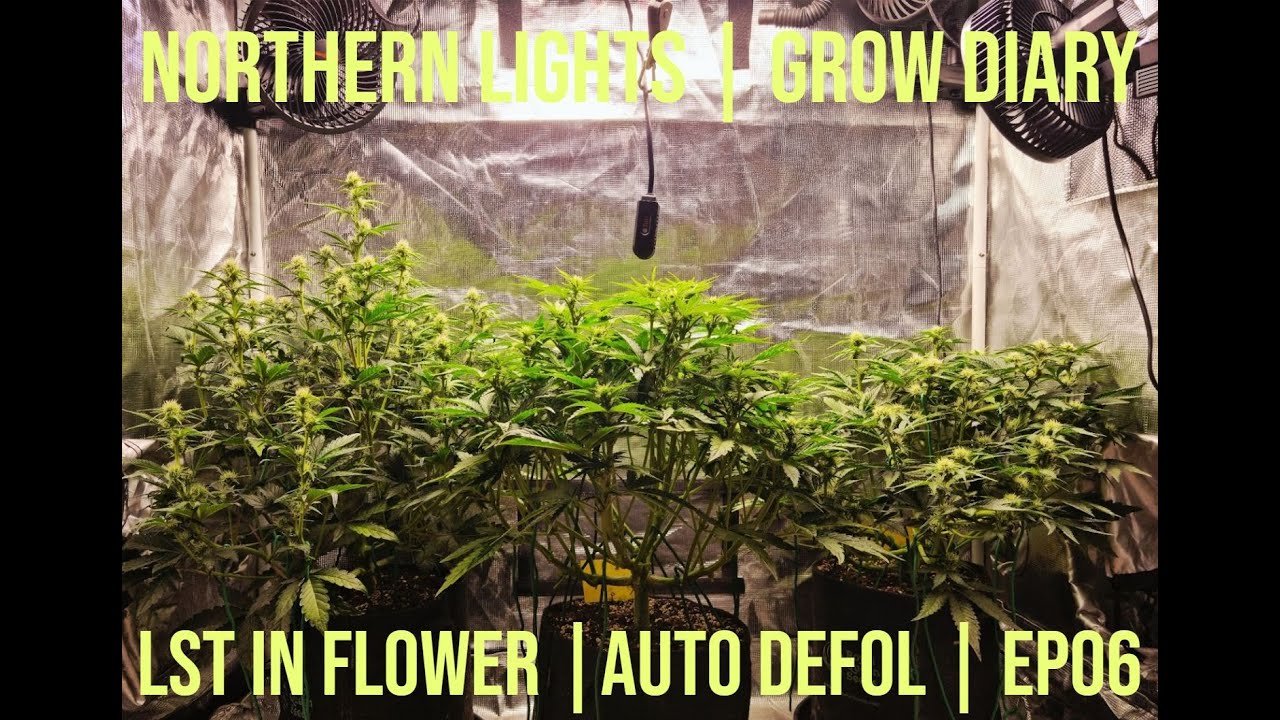 LST During Flower | Northern Lights Auto | Grow Diary | Week 5 | EP06