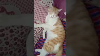 Too beautiful for this world 😻😻 #lovecats #explore #petsongs #catheart #catlifegoals #petlover #cute