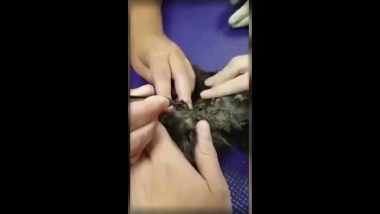 Huge botfly removed from a kitten,gross but satisfying - YouTube