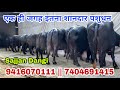 9416070111 📱शानदार मुर्राह पशुधन का नजारा || 10 Top Quality Murrah Buffaloes at Sajjan Dangi Farm