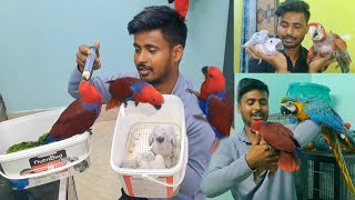 Eclectus tamed parrot || Baby parrot ||How to care a birds in summer season.