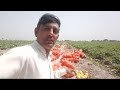 Desi and hybrid melon farming in punjab pakistan hybrid kharboozasagheer vlogs7733