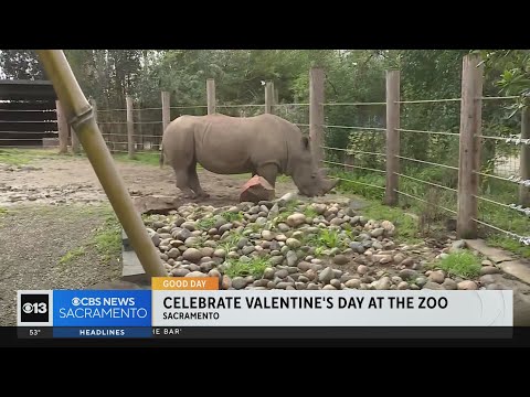 Celebrating Valentine's Day at the Sacramento Zoo