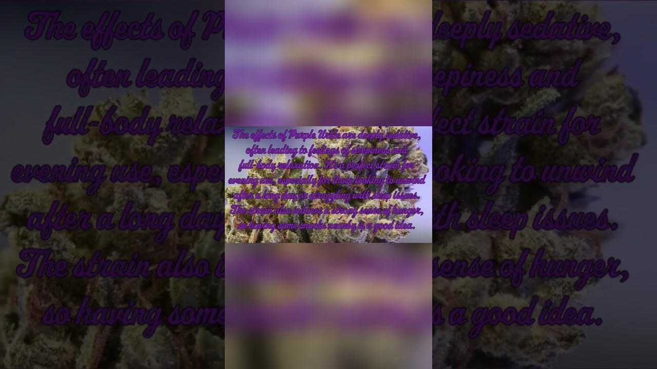 Uncovering the Secrets of Purple Urkle Strain Effects!