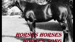 horses - cute and funny horse videos compilation cute moment of the horses - cutest horse #25