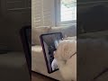 Dog Licks and Scratches Man Through Videocall