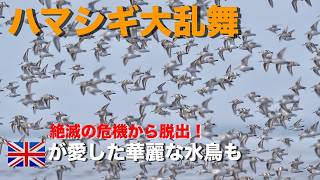 A flurry of sandpipers] Elegant avocet birds in flight! Waterfowl