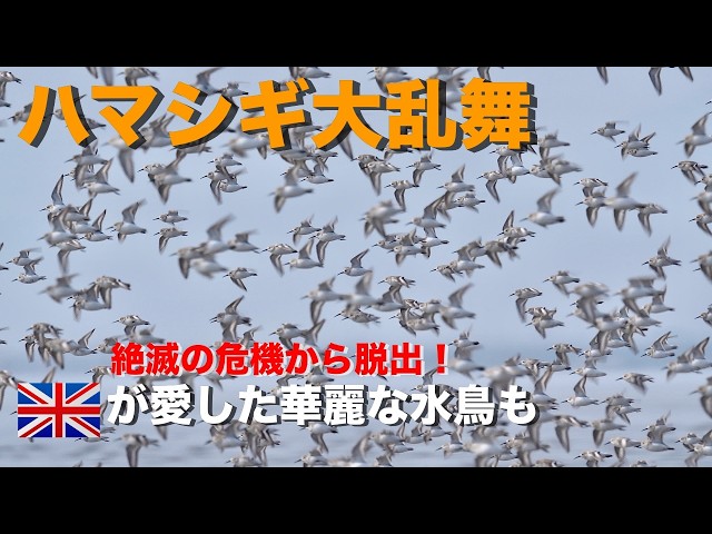 A flurry of sandpipers] Elegant avocet birds in flight! Waterfowl