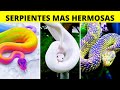 Científicos sorprendidos por la belleza de estas serpientes