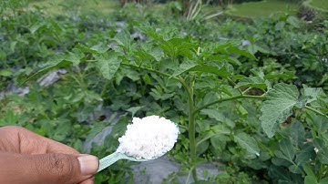manfaat garam buat tanaman tomat | jadi subur buah lebih bagus dan manis