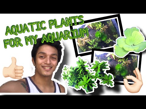 Video: Hygrophila willifolia: larawan, pagpaparami, pag-iingat sa aquarium