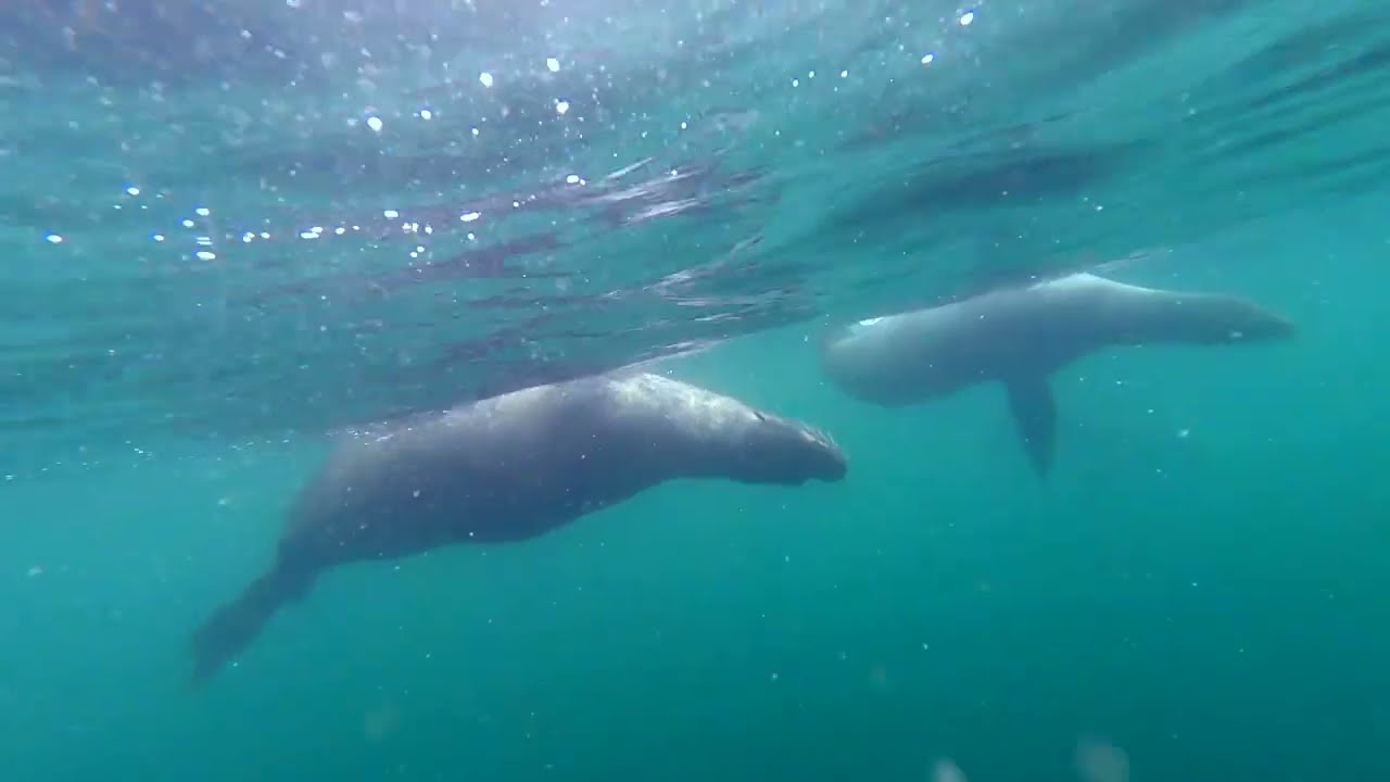 EP 7 Passage to Galapagos