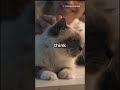 sister vs cat epic battle #cat #funny #animals #cute #pets #funniestvideo #funnycute #besties