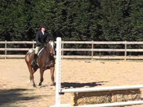 Appaloosa Hunter Pony For Sale