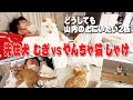 【成長日記#2】やんちゃ猫しゃけvs先住犬むぎ、山内の上に乗りたい同士の戦いがかわいすぎた
