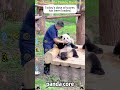 Funny Cat Compilation#foryou #funny #cat #funnyvideo #fyp #comedy #mischief #panda