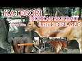 Kategori indukan sapi bali yang bisa untuk di kawin silang dengan sapi ras besar