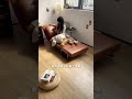 【一人暮らし必見】狭いお部屋を広く使う！このソファベッドが優秀すぎた…✨