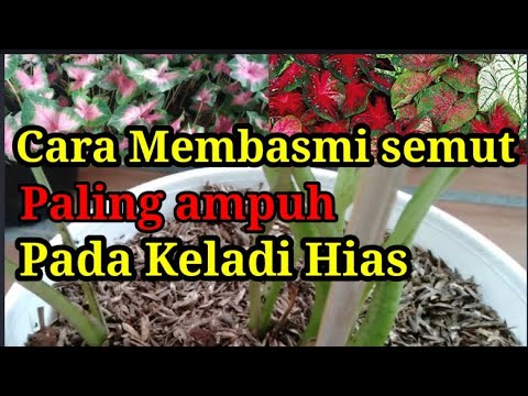 Cara Membasmi Semut Paling Ampuh Pada Keladi Hias Caladium Youtube Cara Membasmi Semut Paling Ampuh Pada Keladi Hias Caladium Youtube