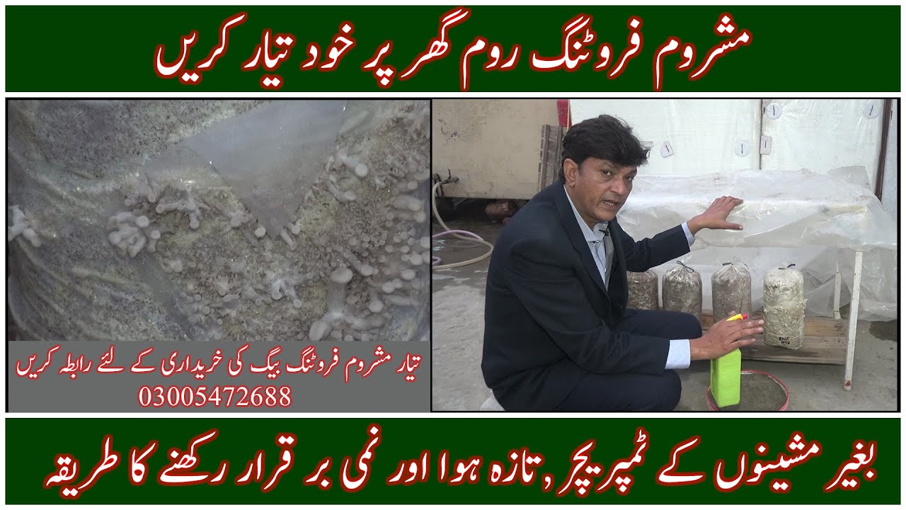 How to manage mushroom fruiting roomMushroom fruiting chamberHow to