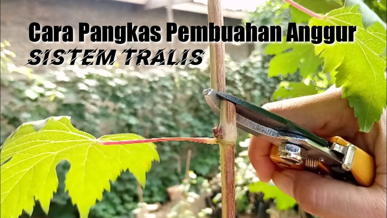 Cara Membuahkan Anggur Sistem Teralis Part 1