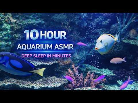 10 Hour Aquarium ASMR for Deep Sleep | Underwater Relaxation | No Music